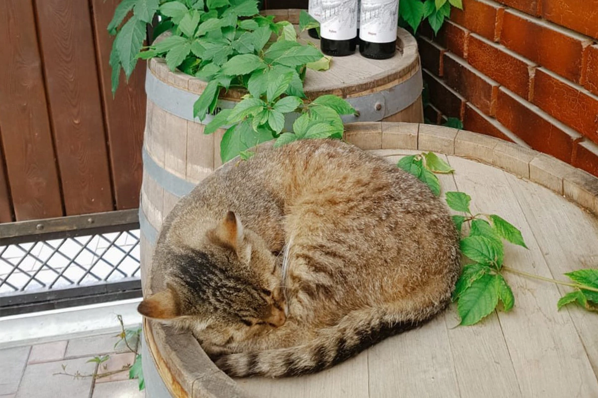 Кошка Буся