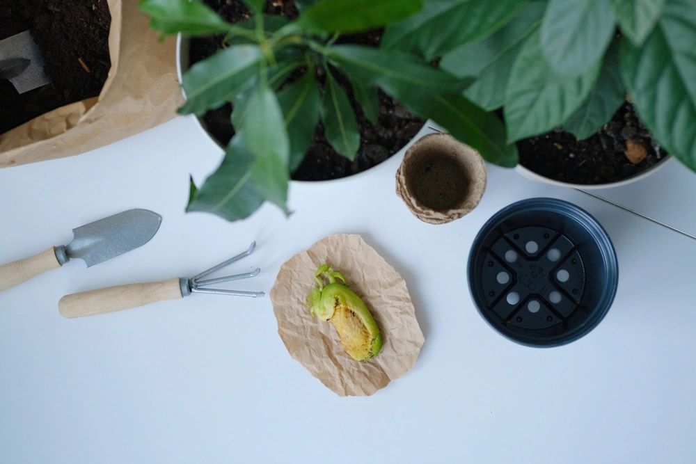 Как вырастить манго из косточки в домашних условиях: инструкция, уход | РБК  Life