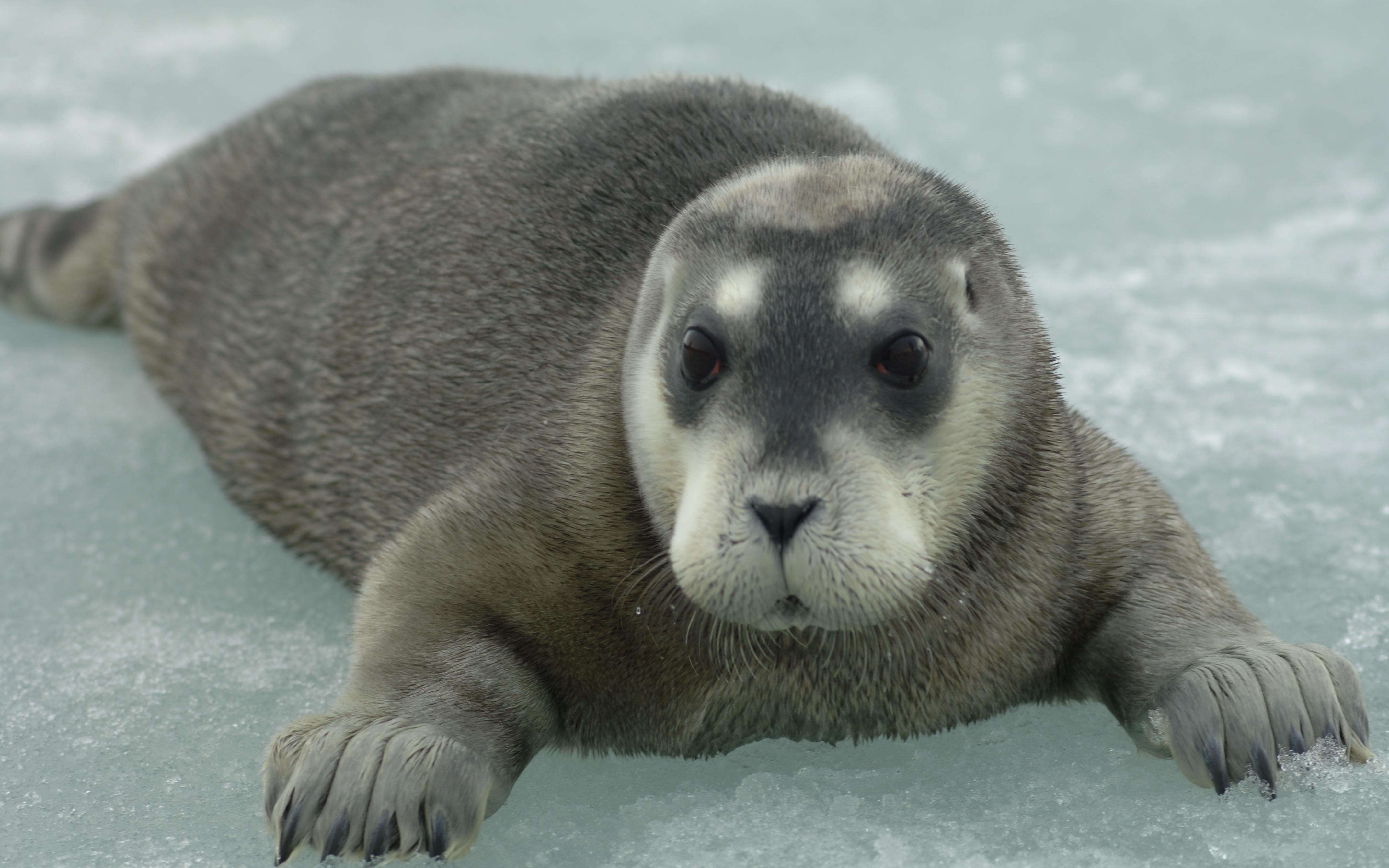 Детеныш морского зайца, или лахтака