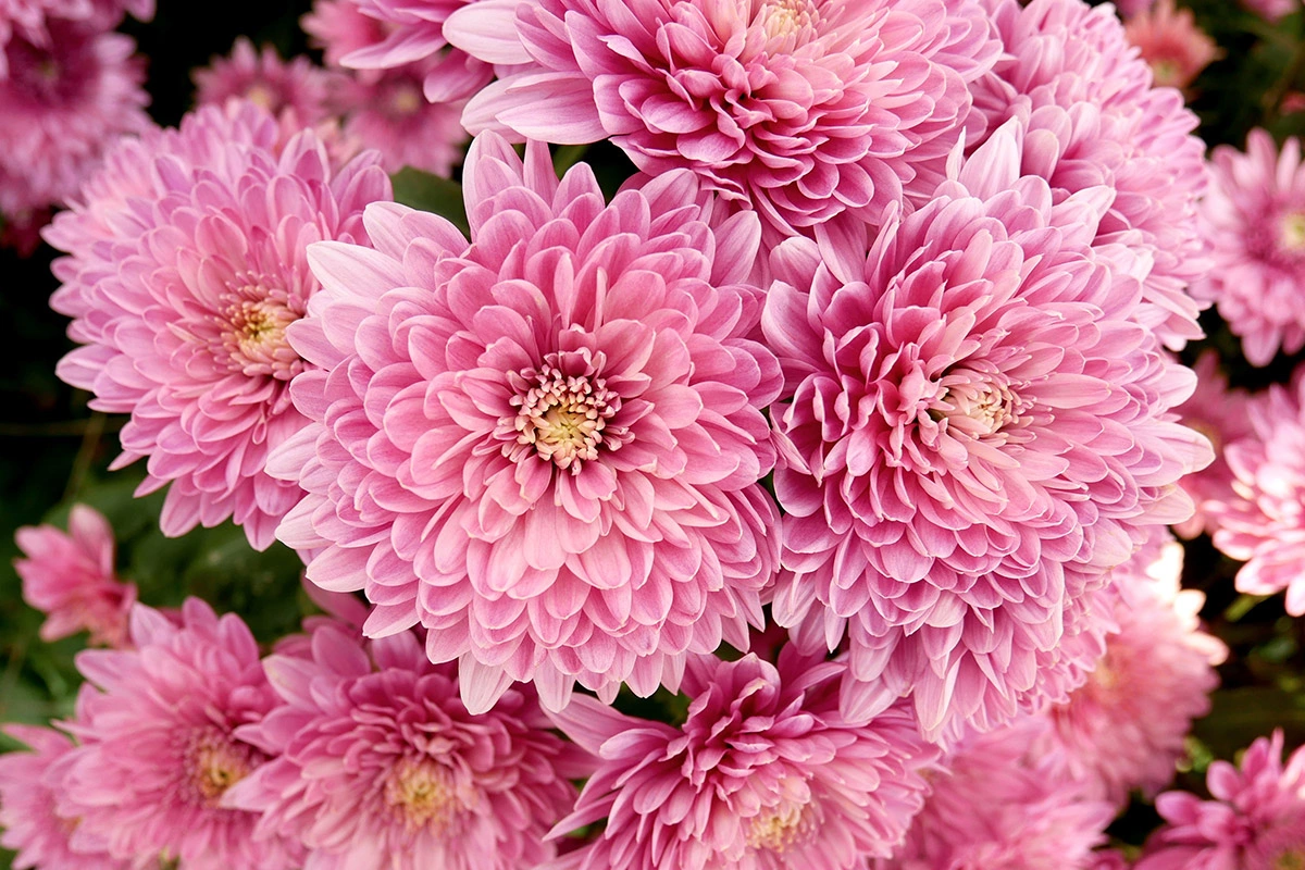 <p>У розовой корейской хризантемы крупные бутоны диаметром до 7 см</p>