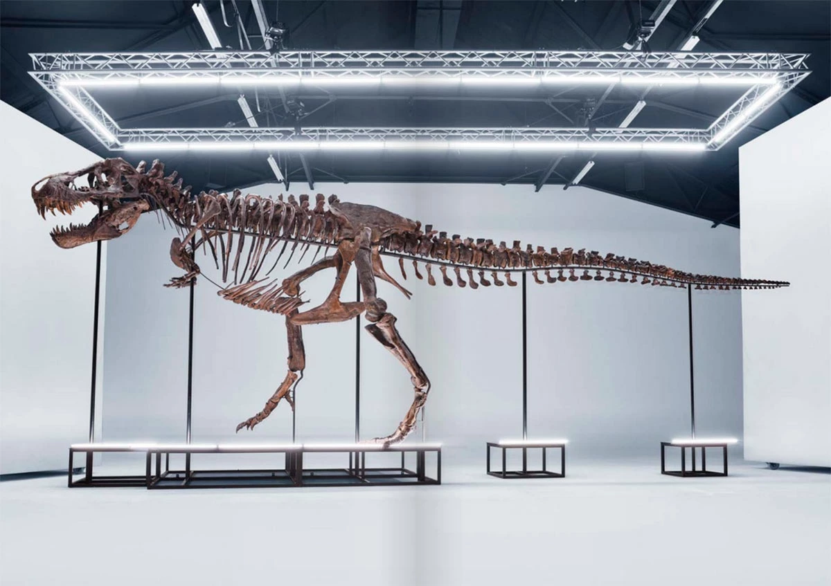 Скелет гигантского тираннозавра Тринити выставили на аукцион | РБК Life