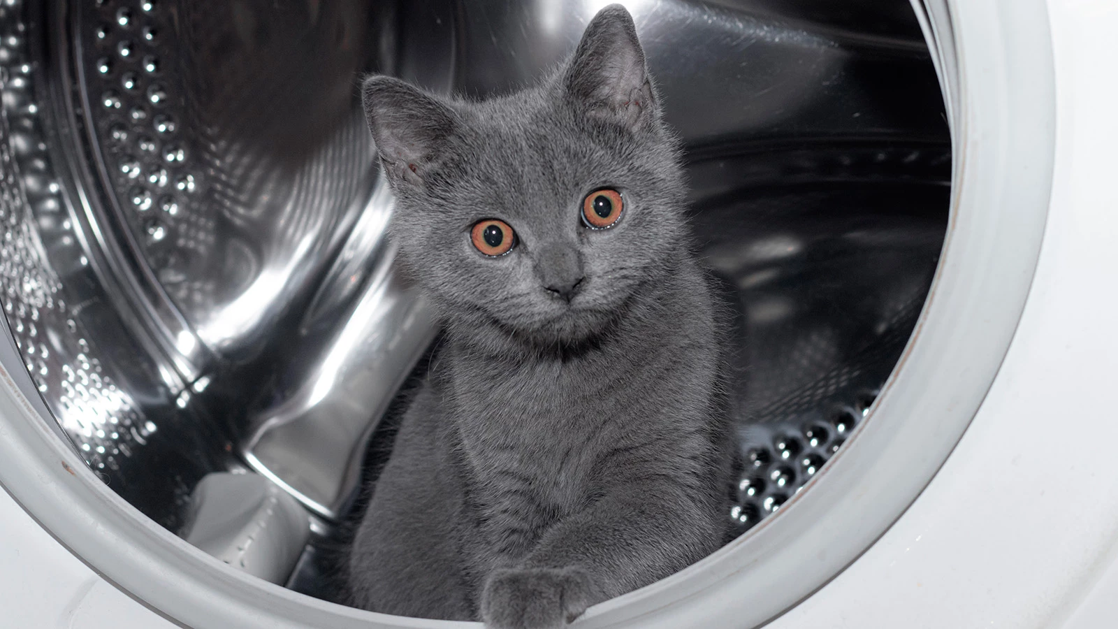 Хозяйка случайно постирала кота в стиральной машине. Как это вышло