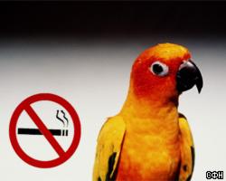Бросить курить ради... попугая