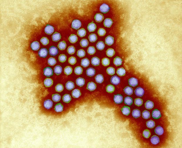 Аденовирус под микроскопом