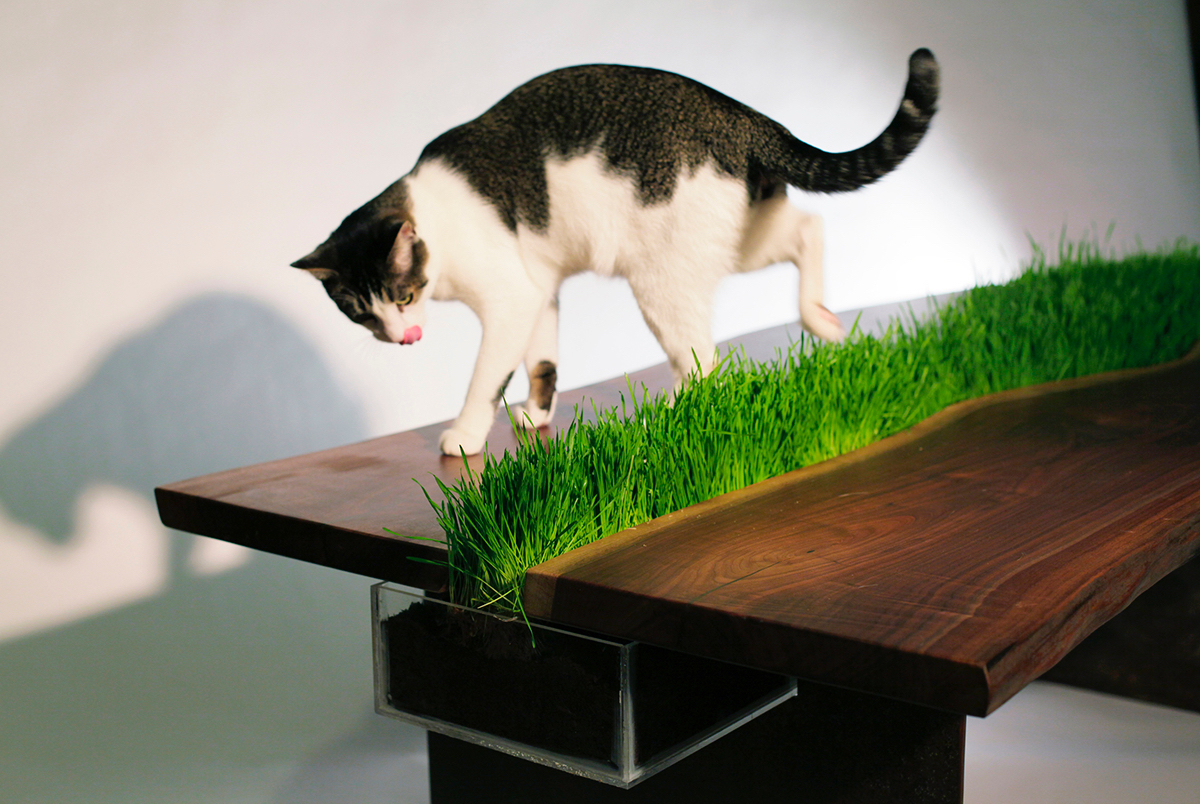 Стол с контейнером для кошачьей травы