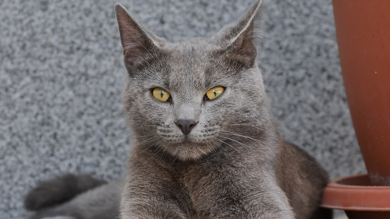 Русская голубая кошка