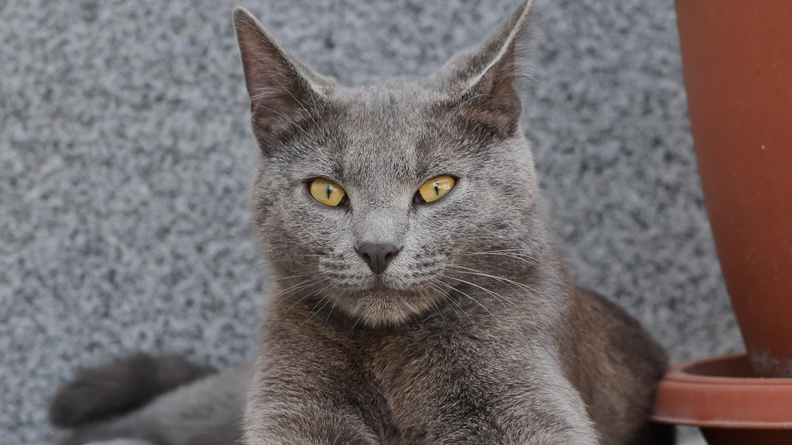 Русская голубая кошка