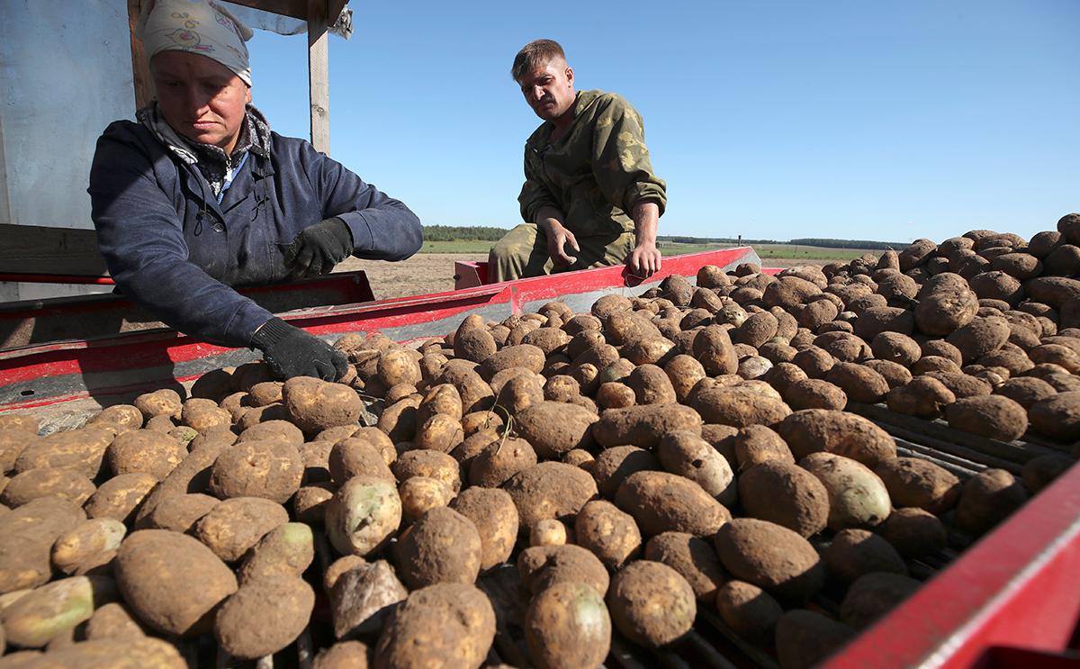 Лукашенко потребовал «мобилизовать всех» на уборку картошки и свеклы"/>













