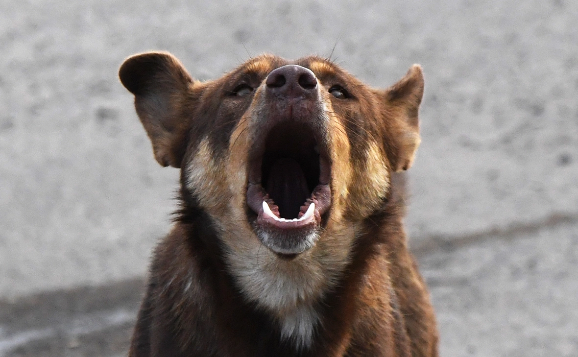 Илья Наймушин / РИА Новости