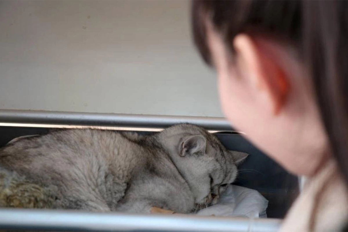 Кот выжил после 49 дней мучений под завалами в Турции | РБК Life