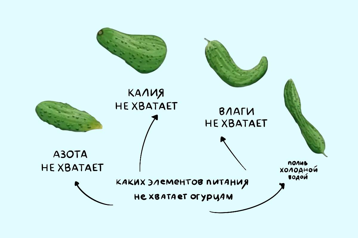 При дефиците макро- и микроэлементов пожелтение завязей часто сочетается с деформацией самих огурцов: искривлением и пожелтением кончика