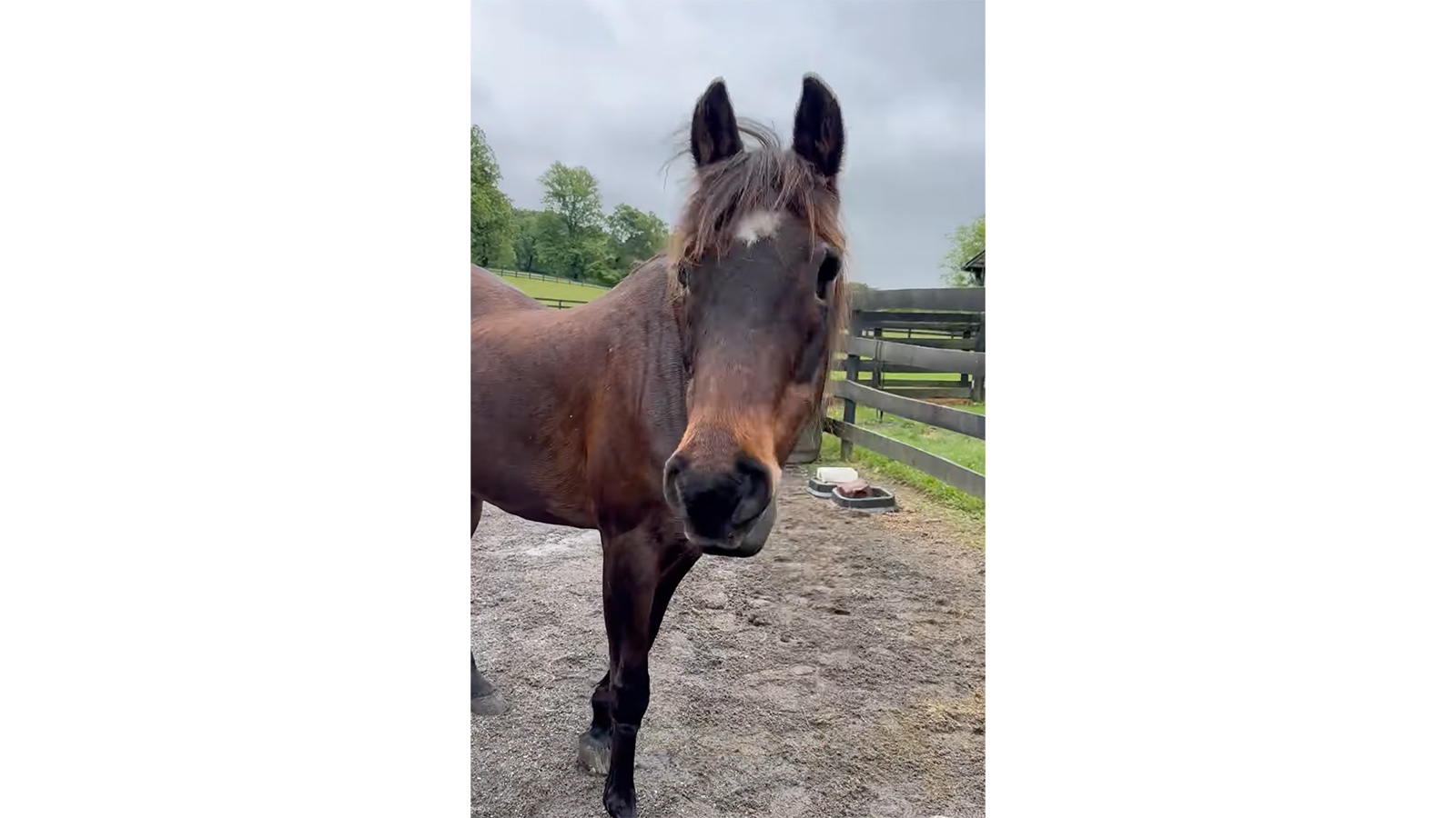 Лошадь Фэнси