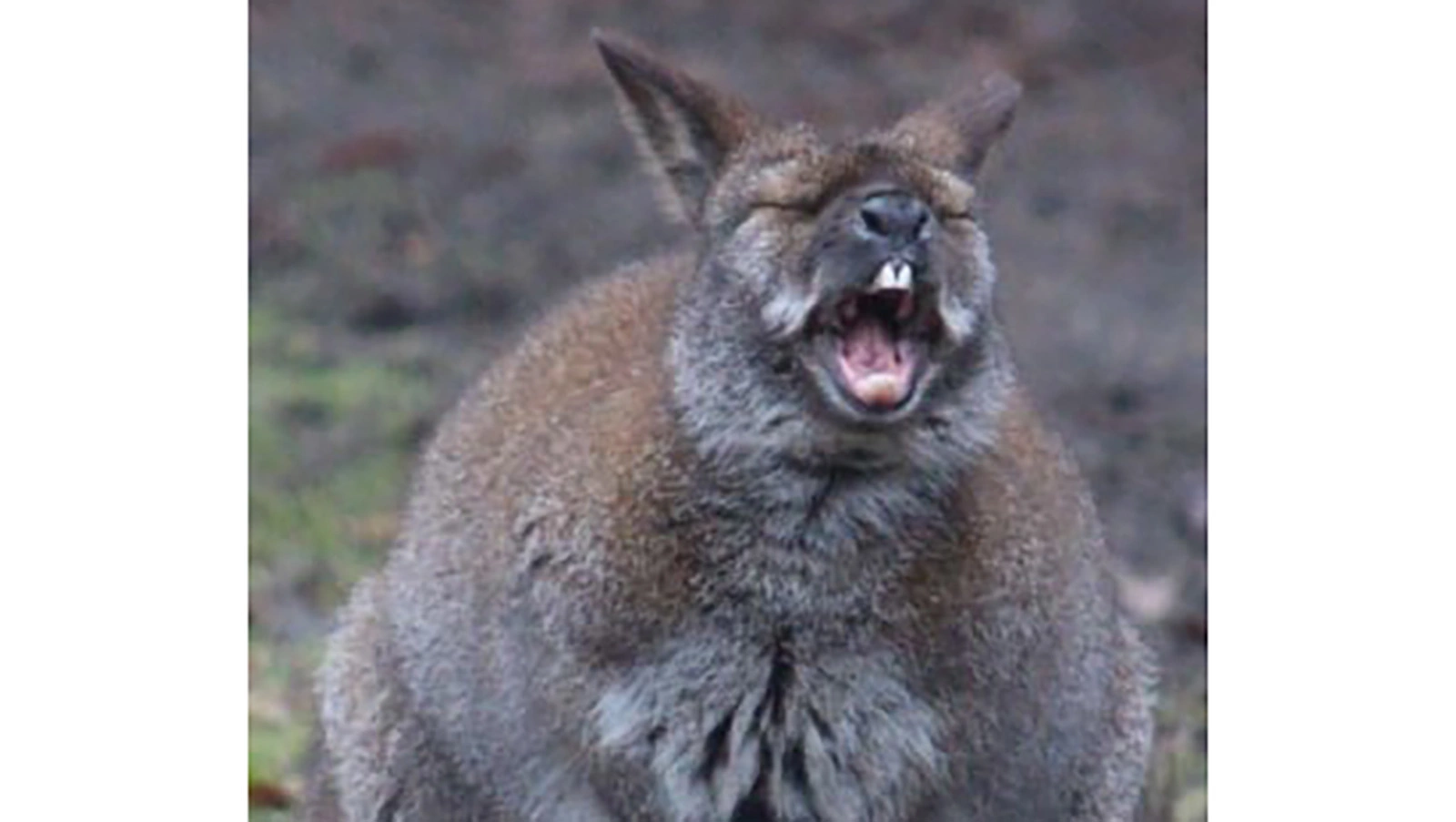 Кенгуру в Калининградском зоопарке