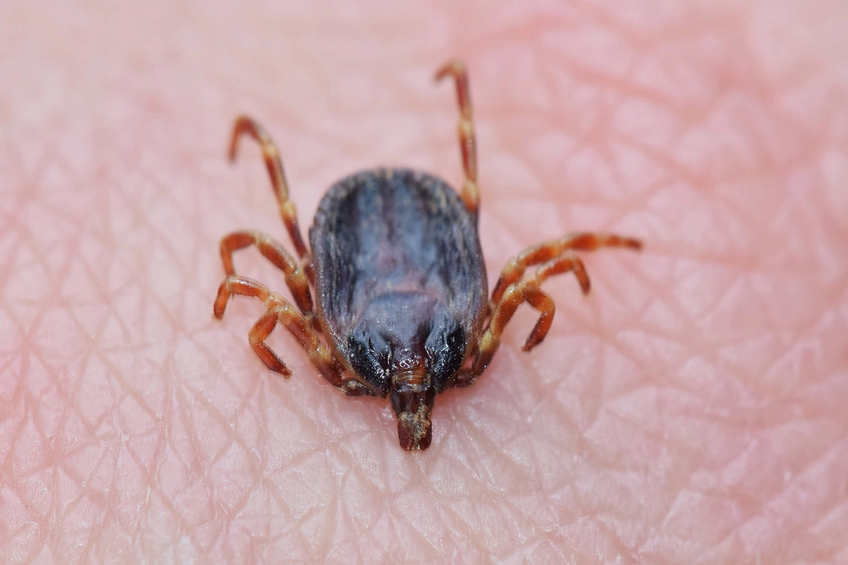 Клещ рода Хиаломма (Hyalomma)