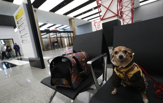 Андрей Любимов / РБК