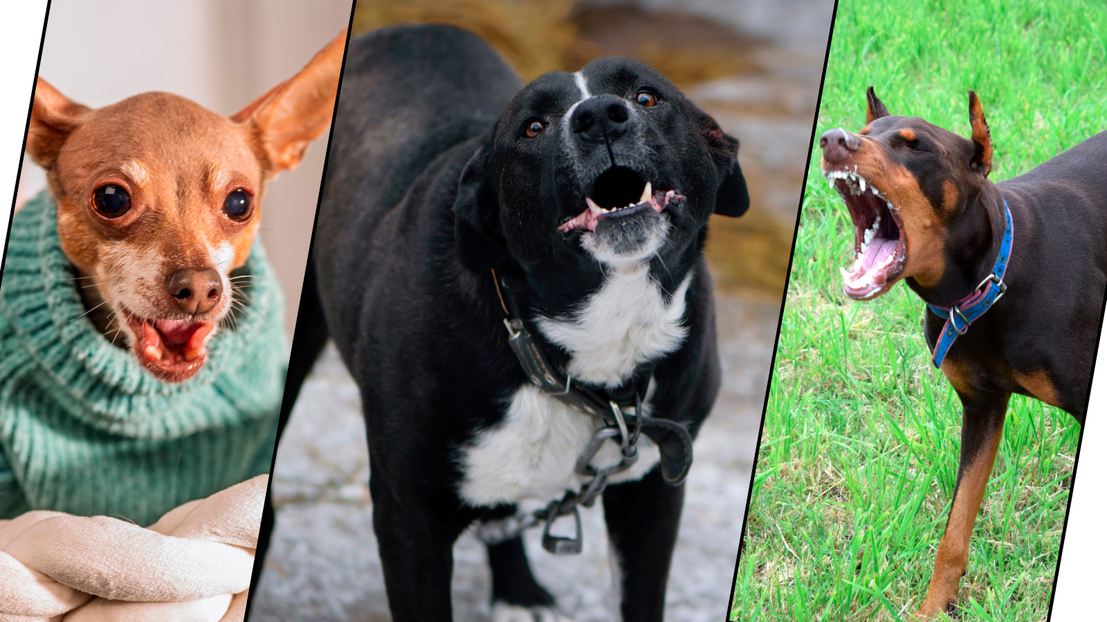 Русский тойтерьер. Алабай. Доберман