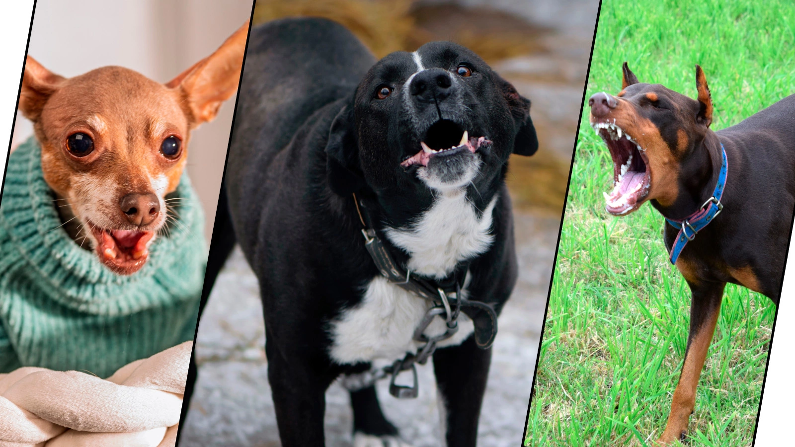 Русский тойтерьер. Алабай. Доберман