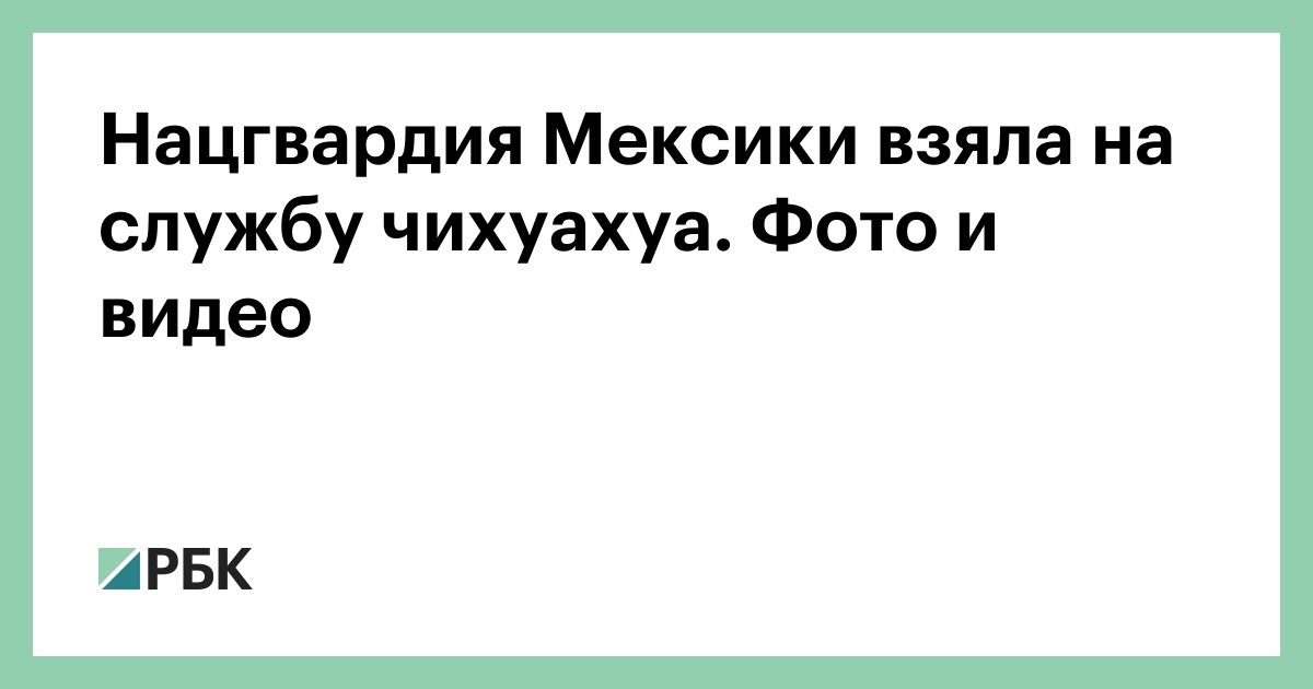 Нацгвардия Мексики взяла на службу чихуахуа. Фото и видео