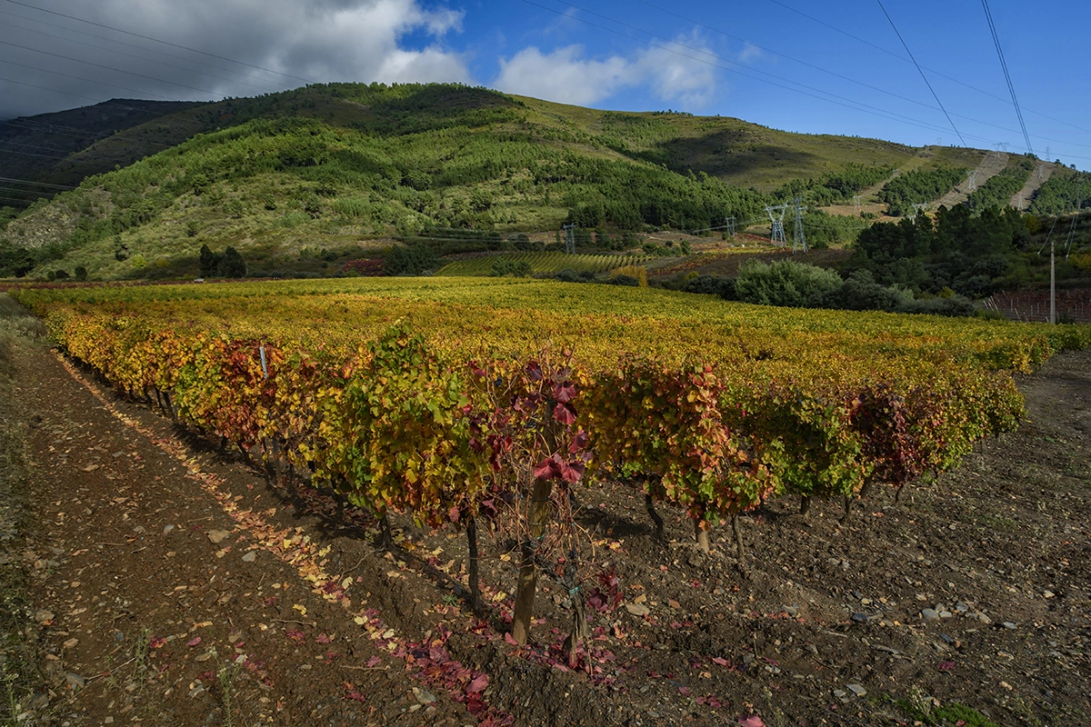 Евросоюз одобрил производство розового игристого вина в DO Valdeorras в испанской Галисии, которое будет известно как Valdeorras Rosado