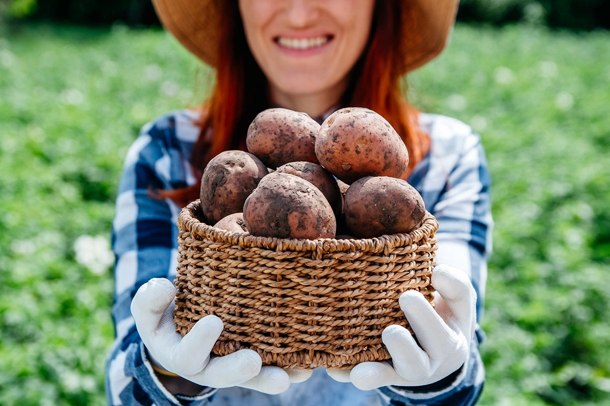 Чтобы предотвратить прорастание, храните картофель в прохладном темном и сухом месте — идеально 7–10 °C