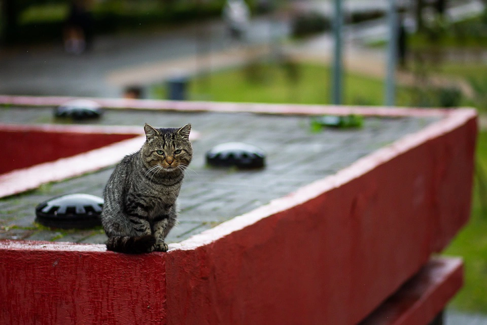 Александр Подгорчук