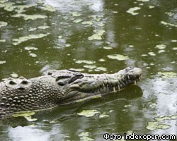 В пригороде Риги в пруду выловлен крокодил