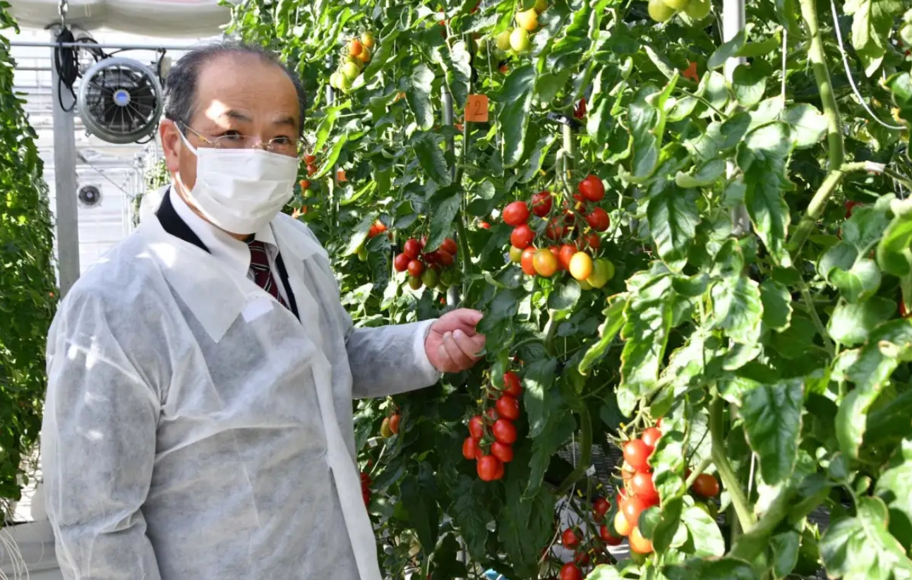 Новый вид помидоров с отредактированными генами