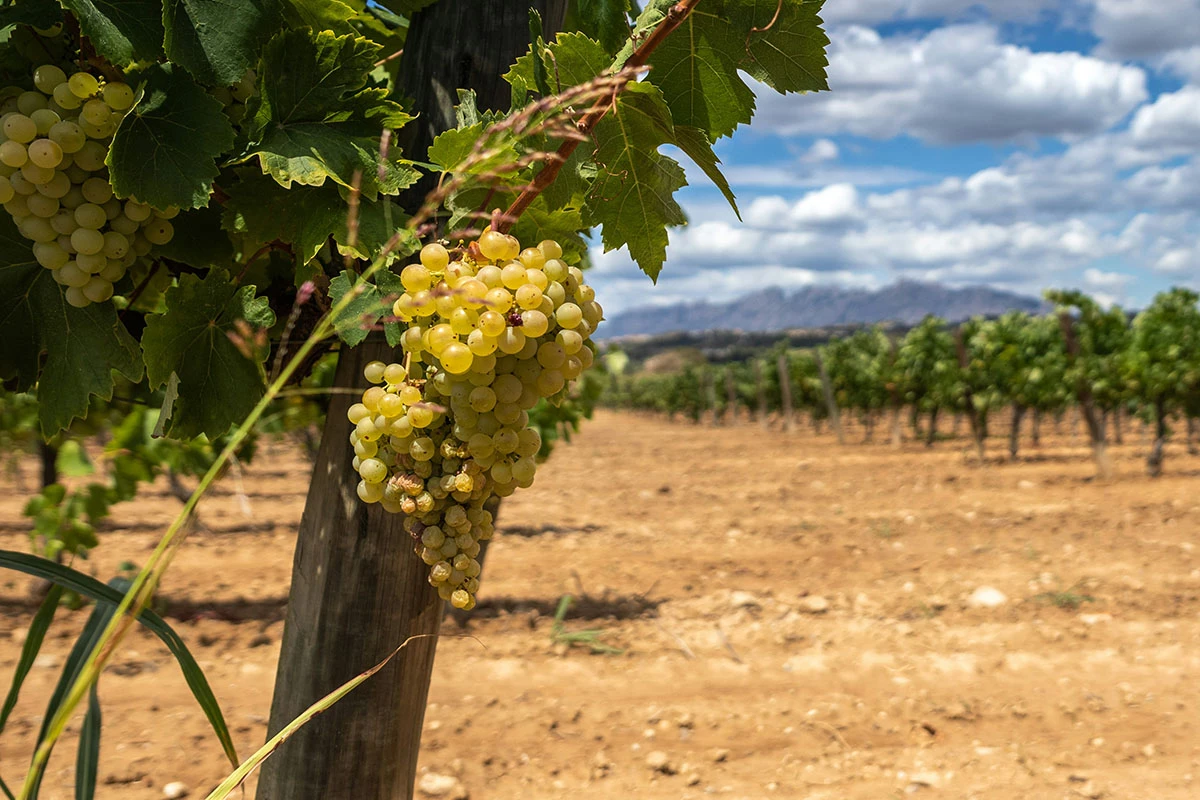 Сезон 2025 года для всей территории Крыма выдался неблагоприятным с точки зрения погодных условий