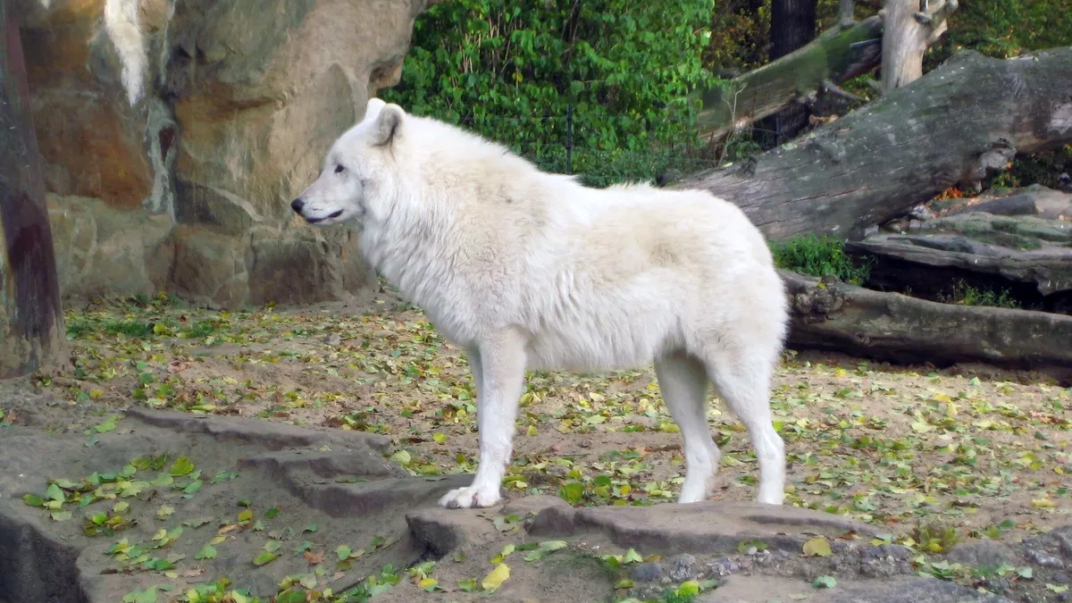 <p>Арктический волк (Canis lupus arctos)</p>