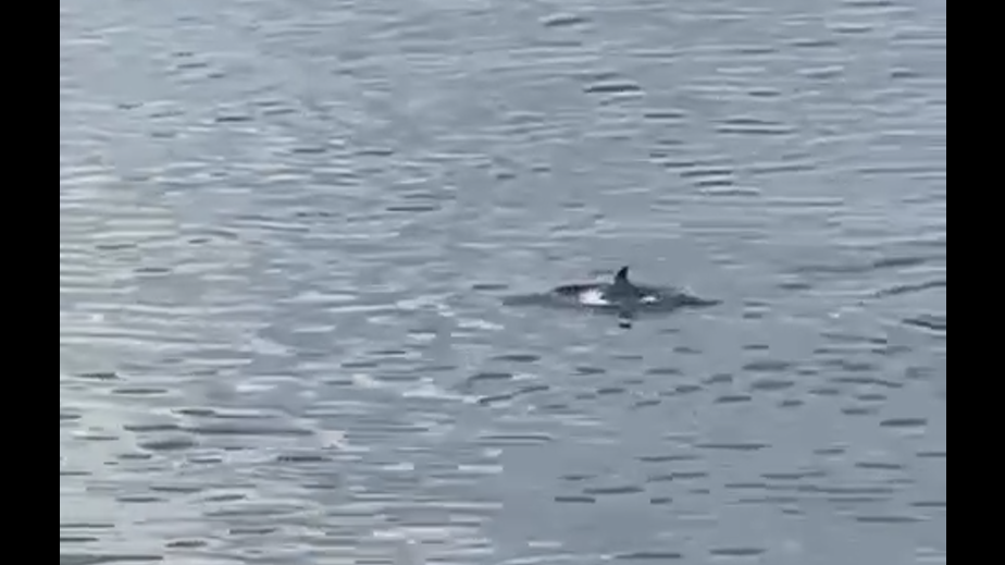 Дельфинов заметили в водах недалеко от Петербурга. Видео