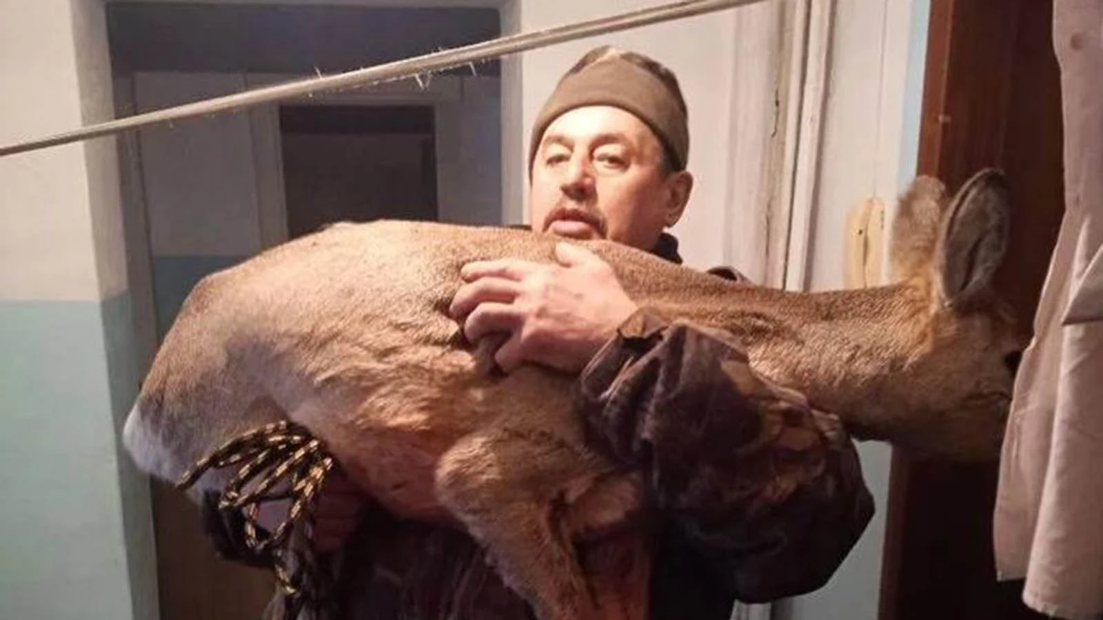 Косуля, которая запрыгнула через окно в квартиру 