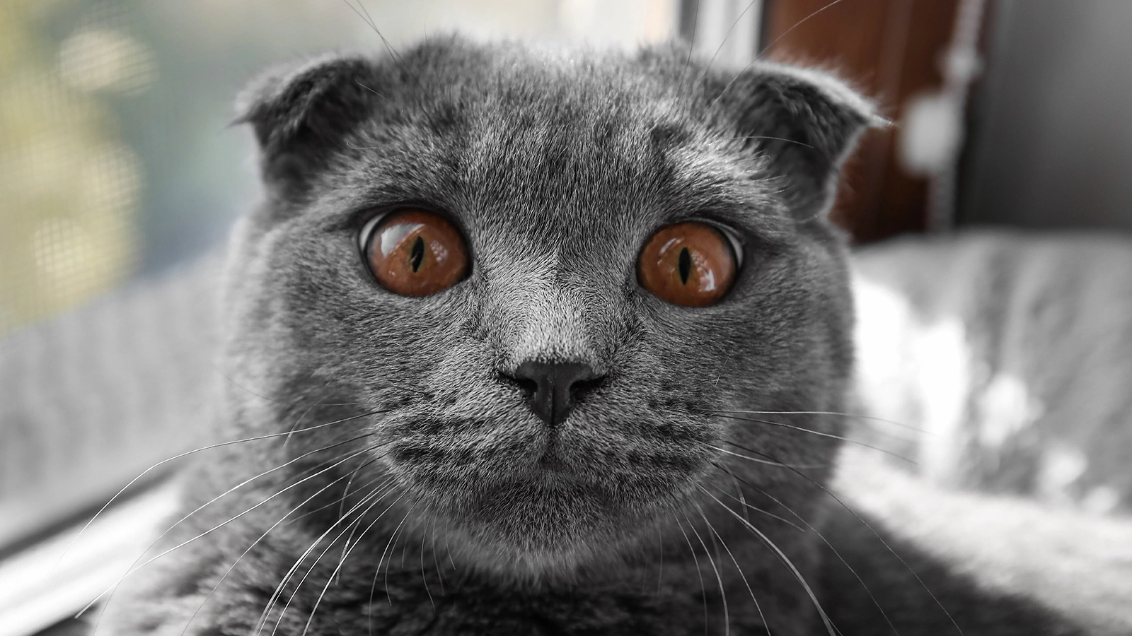 Шотландская вислоухая кошка