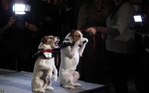 Golden Collar Awards