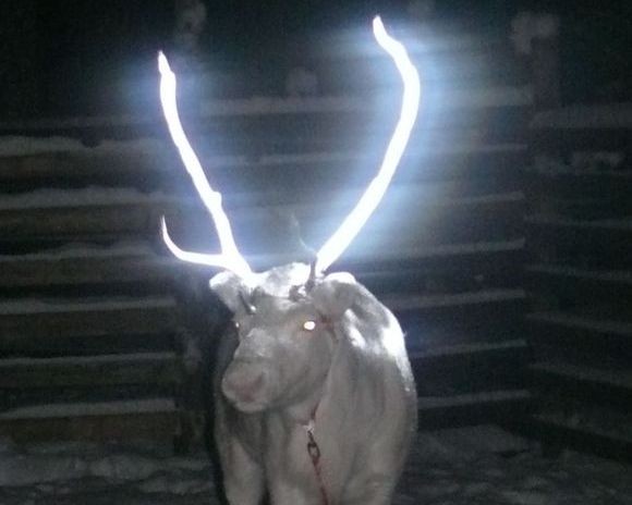 По финским дорогам ходят олени со светящимися рогами — РБК