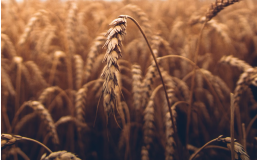 Урожай зерна в Пермском крае упал почти на 8%