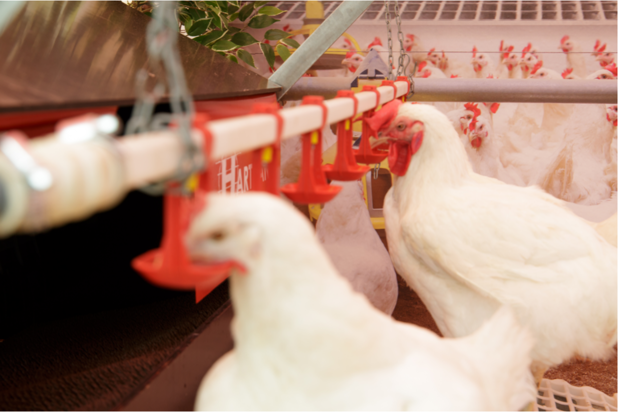 Куриный помет ранее мог стать причиной вспышки птичьего гриппа на одном из предприятий Тюмени