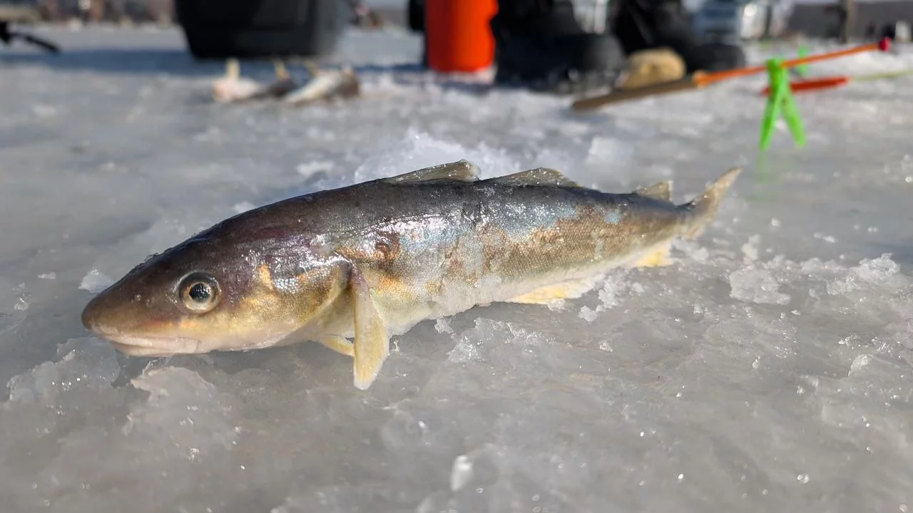 РБК Приморье 