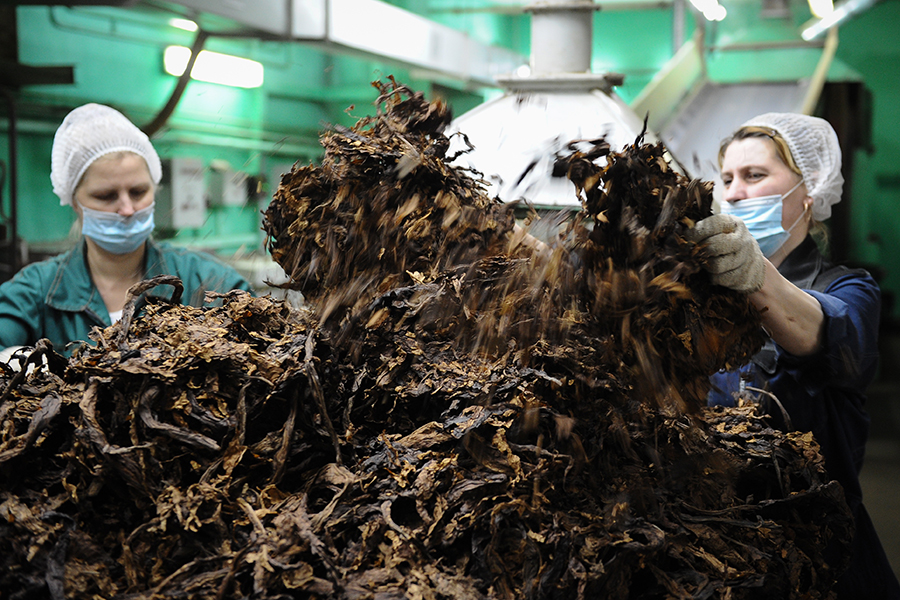 Сотрудники фабрики за столом по расщипке листового табака в цехе Погарской сигаретной фабрики


