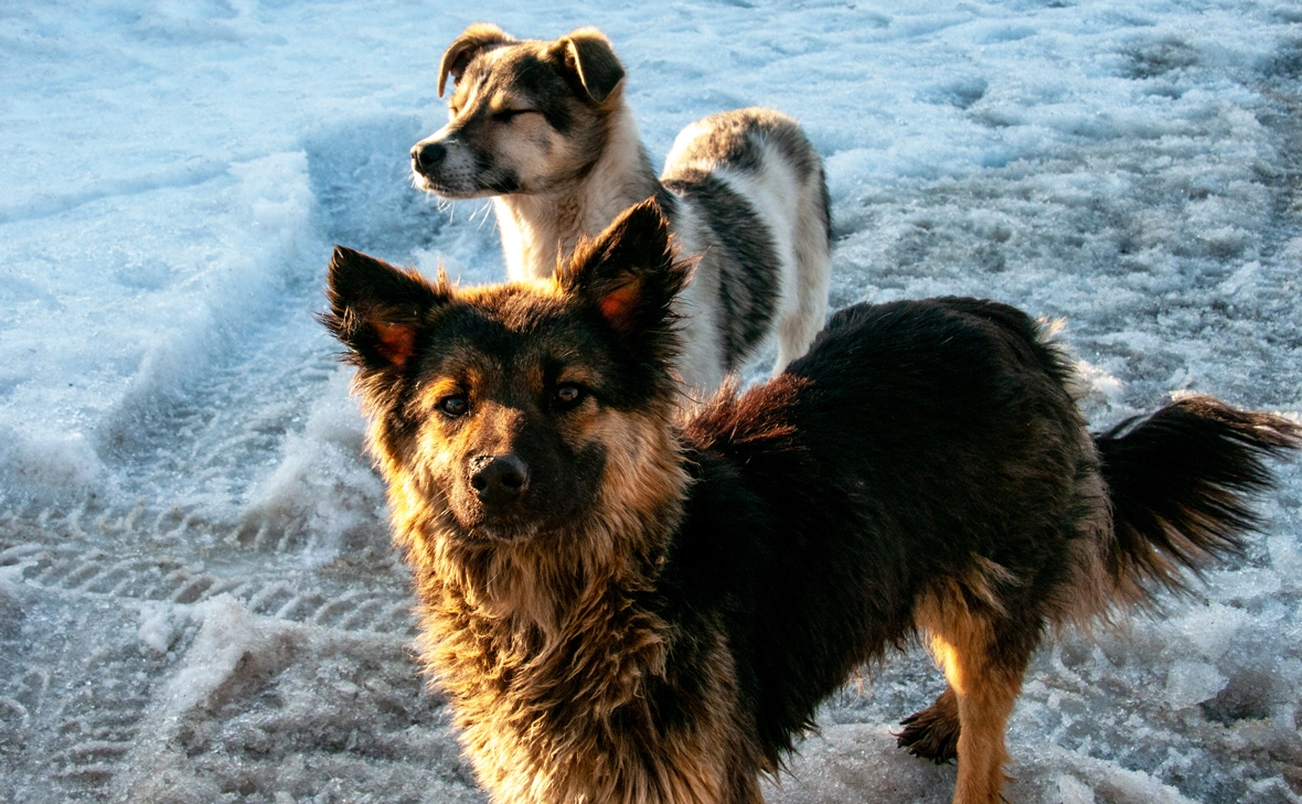 Светлана Возьмилова / Global Look Press