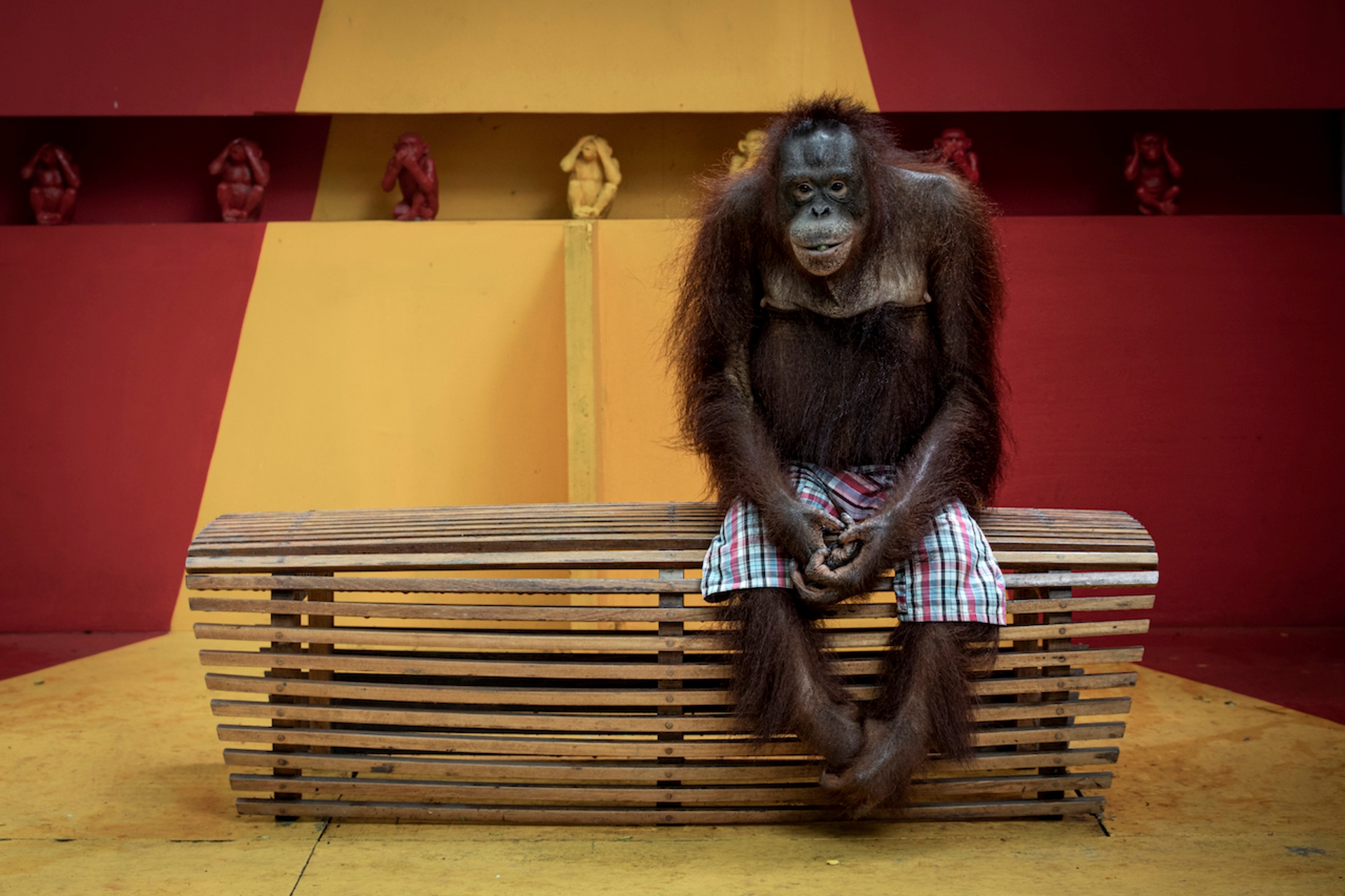 Орангутанг Нинг Нонг из Safari World &mdash; зоопарка в Таиланде