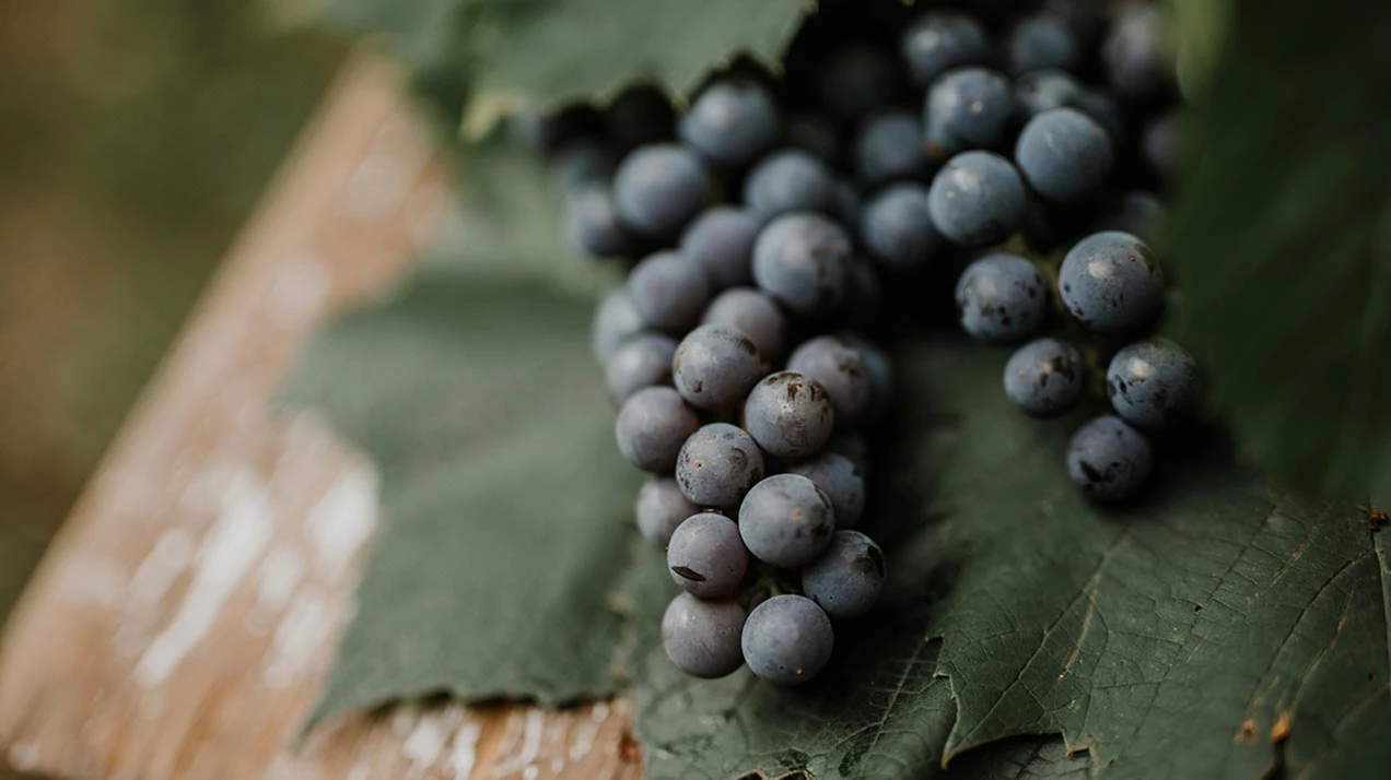 Виноделы по всему миру назвали 2025 год отличным для вина