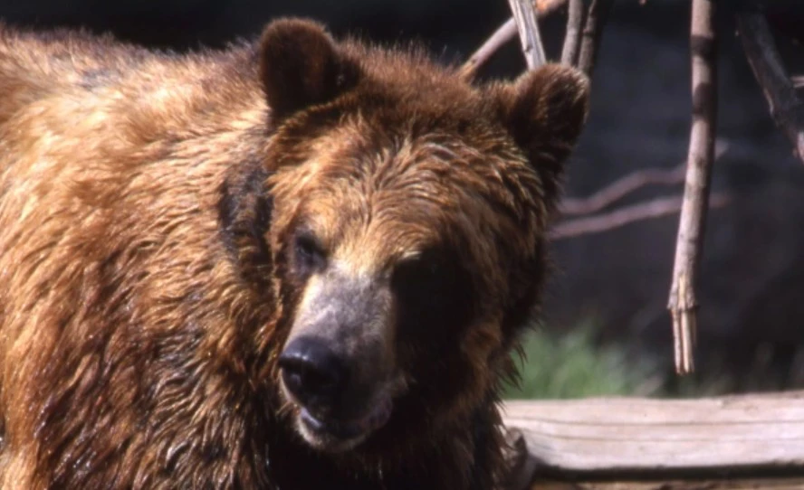 Андрей Каменев / Global Look Press