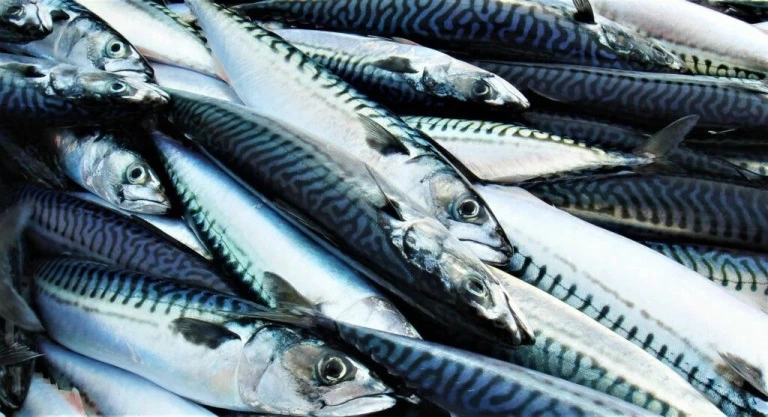 Объединенная пресс-служба Росрыболовства