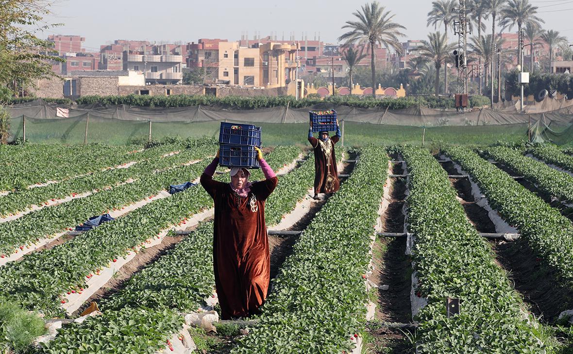Фото: Khaled Elfiqi / EPA / ТАСС