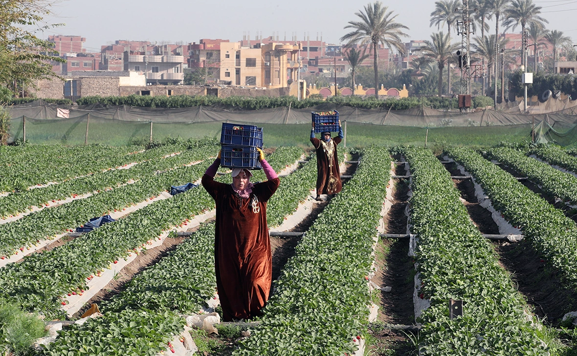 Khaled Elfiqi / EPA / ТАСС