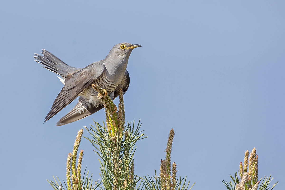 Характерный звук «ку-ку» издают только самцы кукушки
