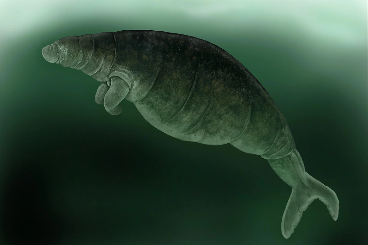 На момент открытия этого вида его численность составляла не более 2 тыс. особей