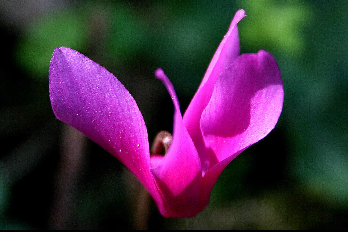 Цветки цикламена могут иметь окраску от белого до фиолетового