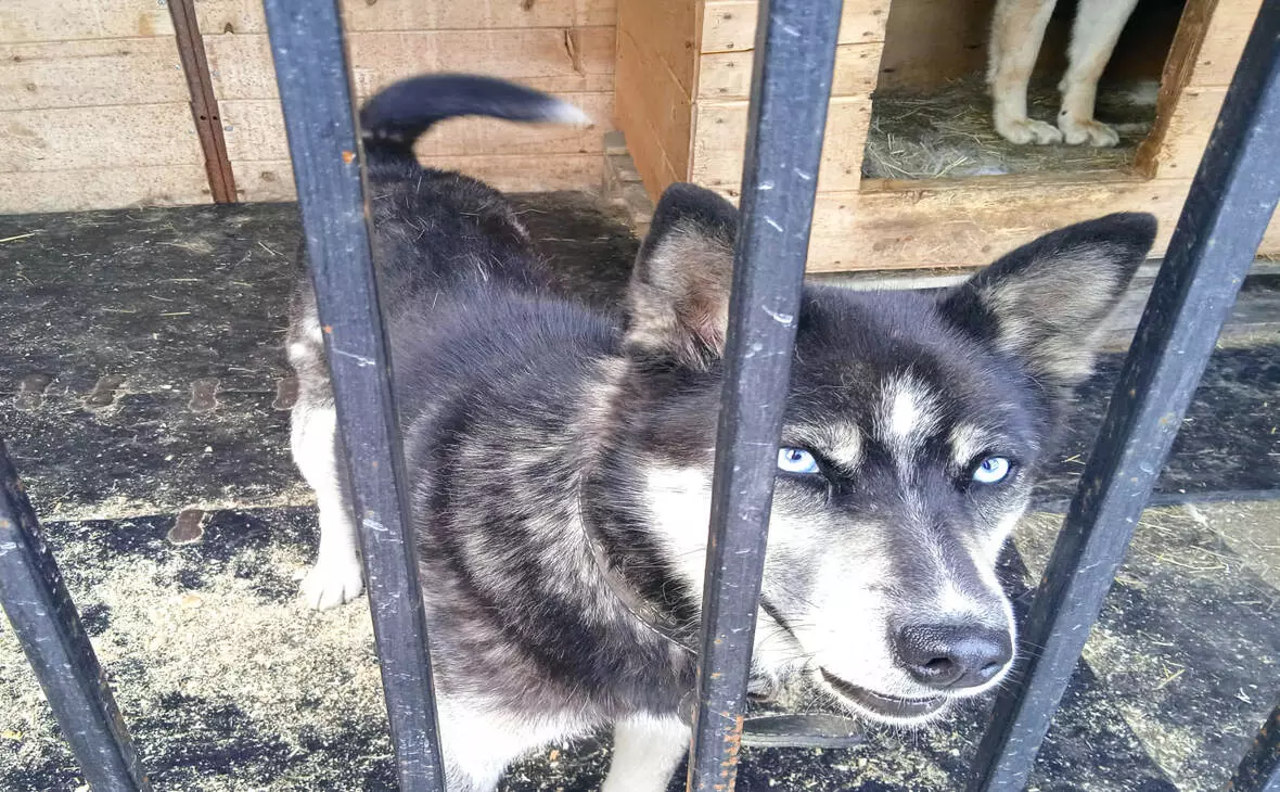 комитет по ветеринарии Мурманской области