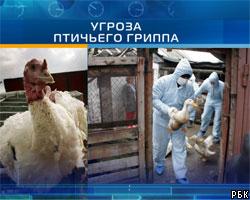 На Украине снова выявлен птичий грипп